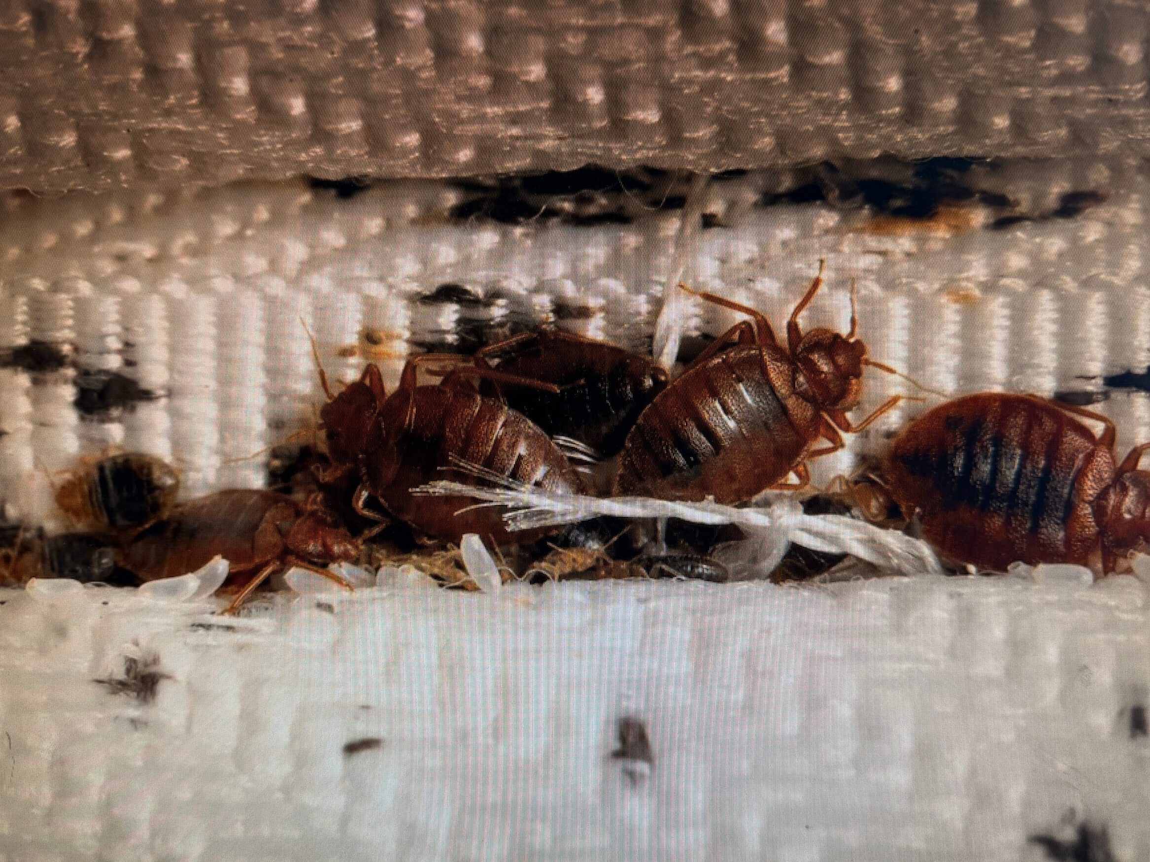 Bed Bug Chemical Treatment
